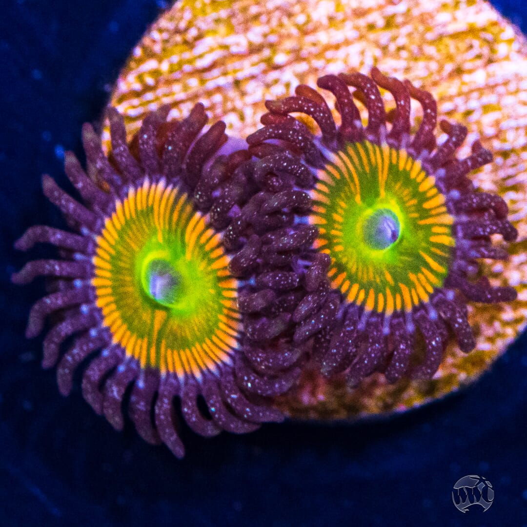 Sunny D's Zoanthids