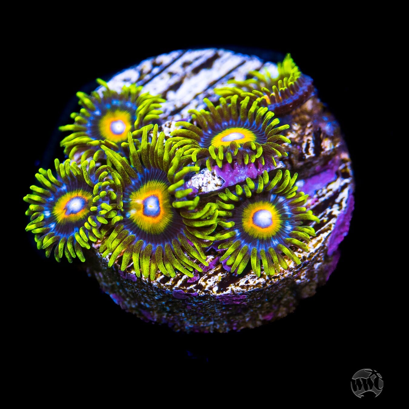 Super Saiyan Zoanthids