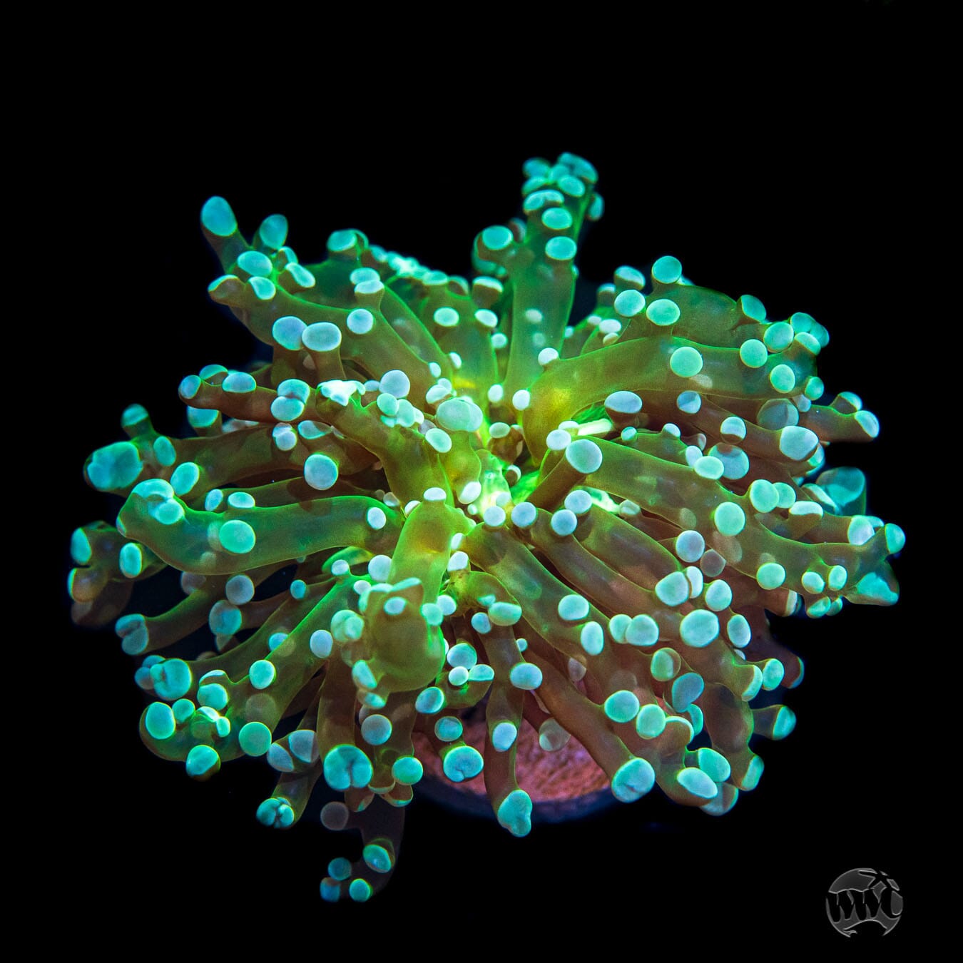 Super Sour Frogspawn Coral