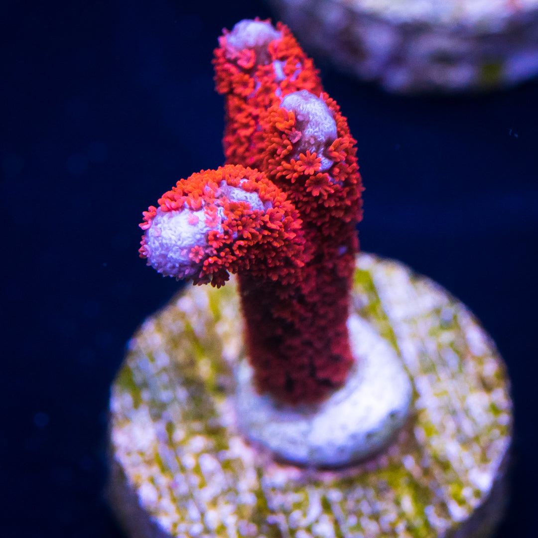 Superman Digitata Montipora Coral