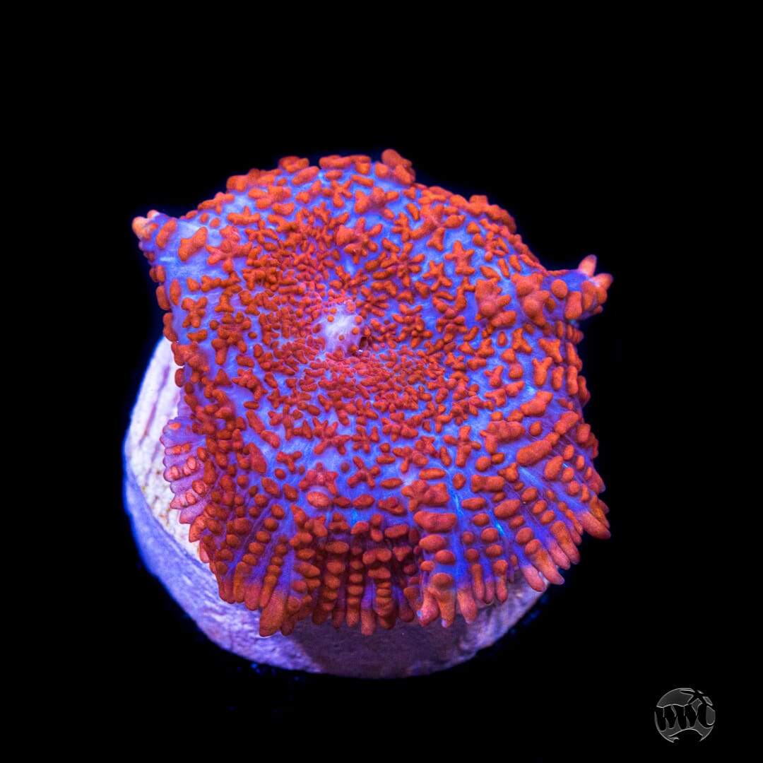 Superman Rhodactis Mushroom Coral