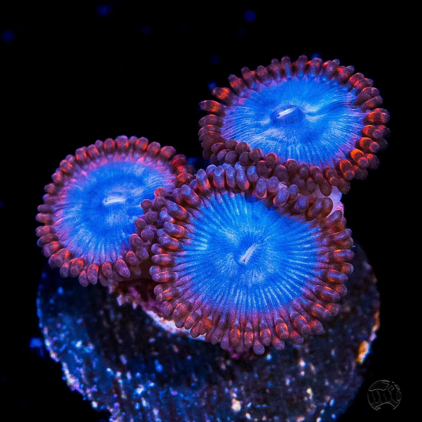 Superman Zoanthids - Daylight Photo