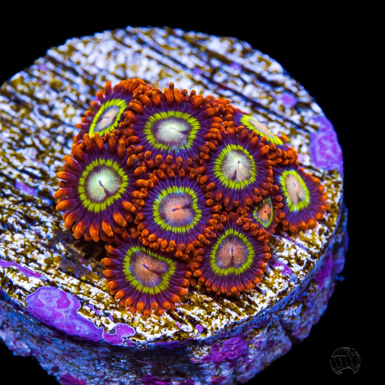 Treehouse of Horrors Zoanthids