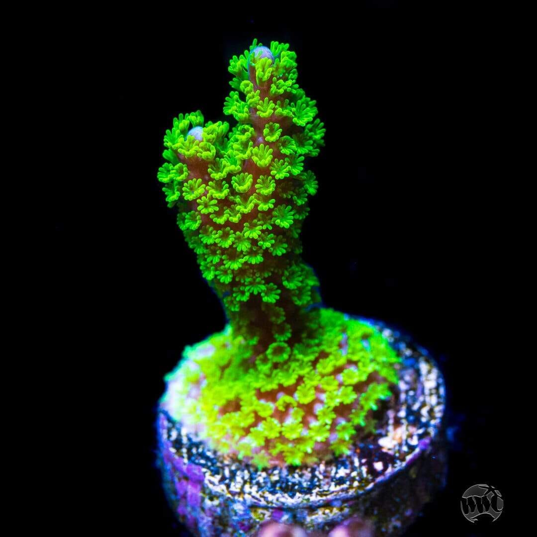 Tubbs Stellata Montipora Coral