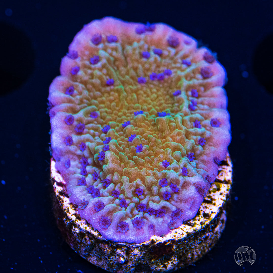 Tyree Flower Petal Montipora Coral