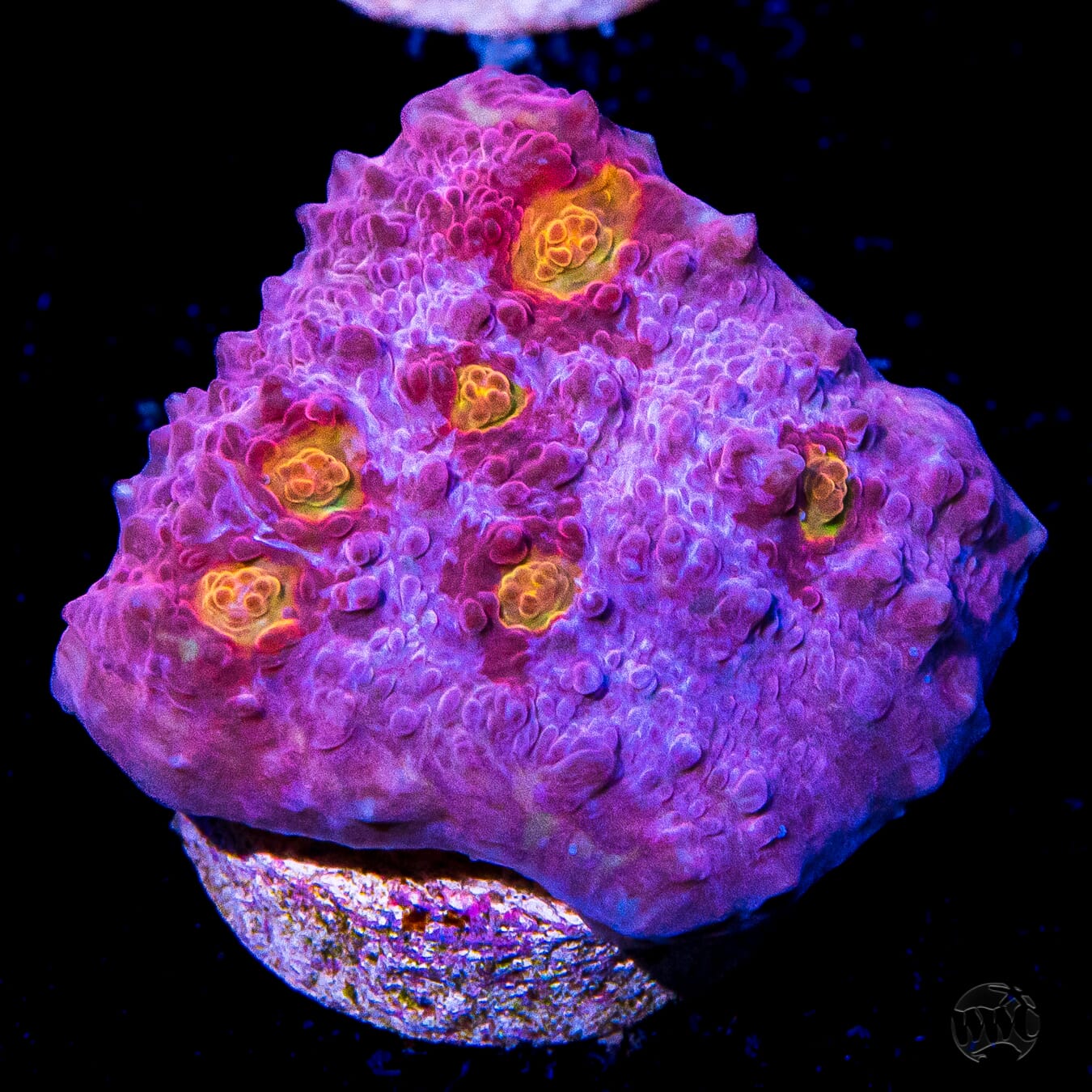 Tyree Golden Galaxy Chalice Coral