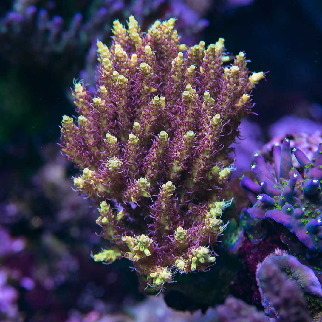 Tyree Pink Lemonade Acropora - Daylight Photo