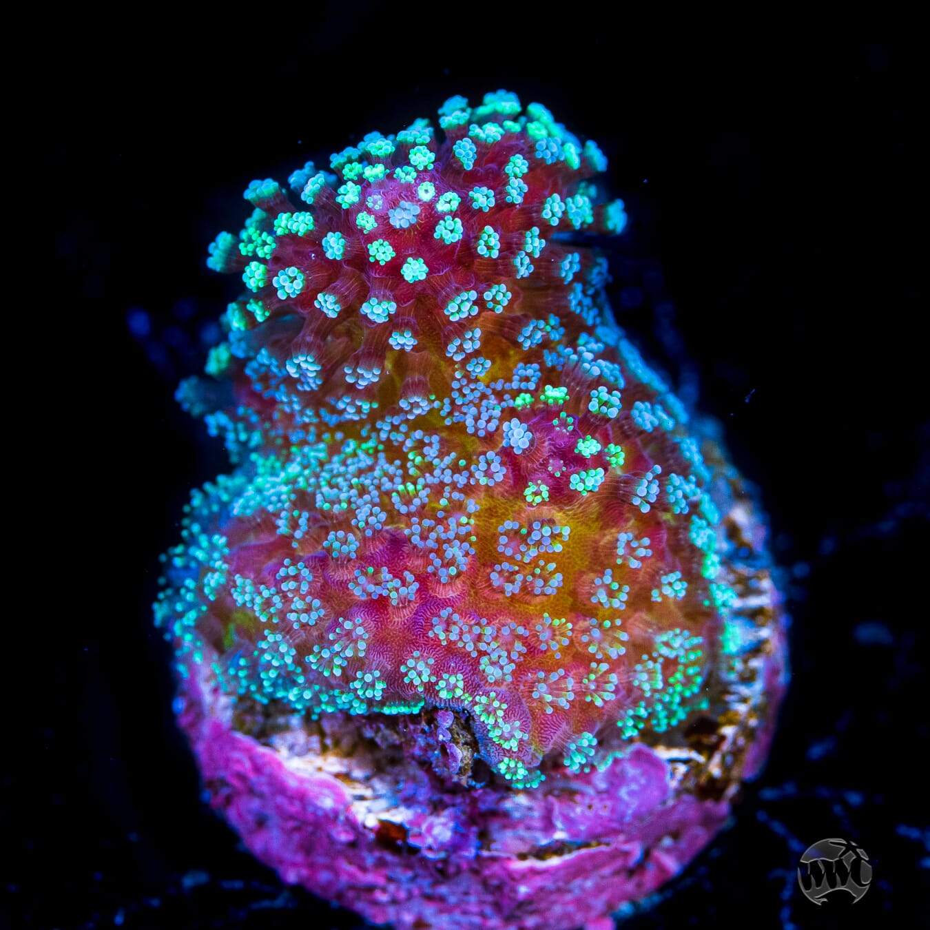 Tyree Rainbow Stylophora Coral