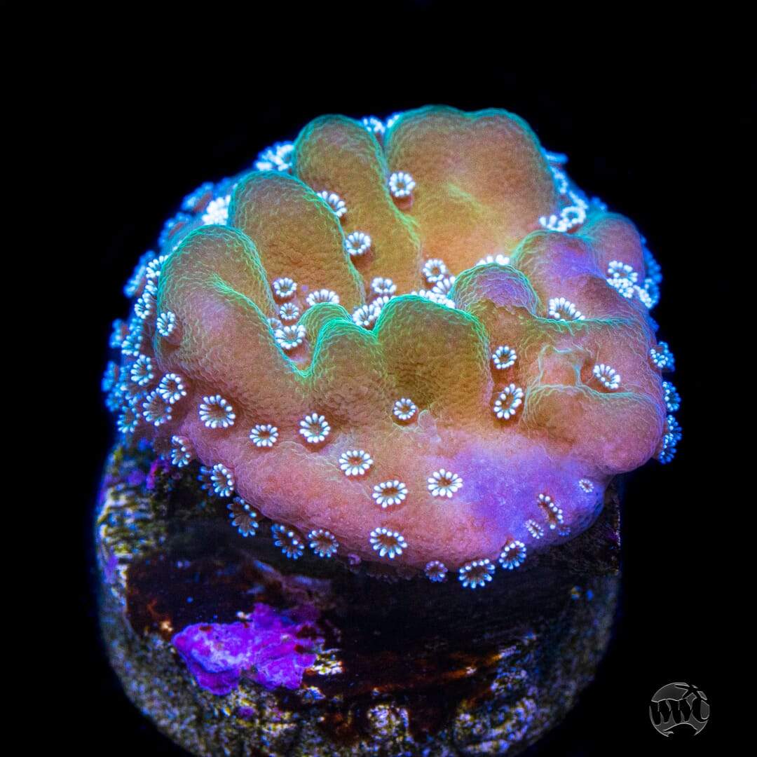 Tyree Undata Montipora Coral