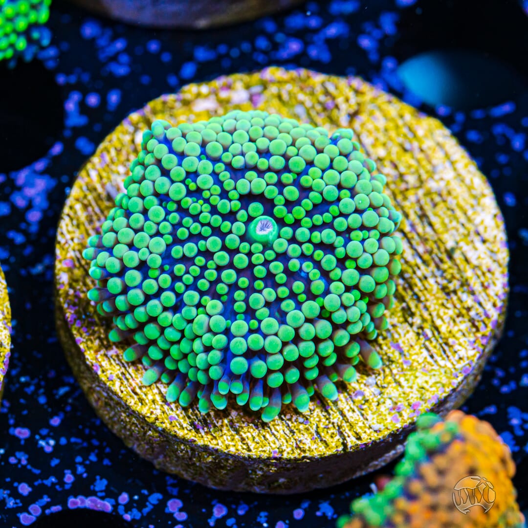 Ultra Green Ricordea Mushroom Coral