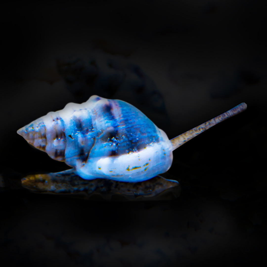 Vibex Nassarius Snail
