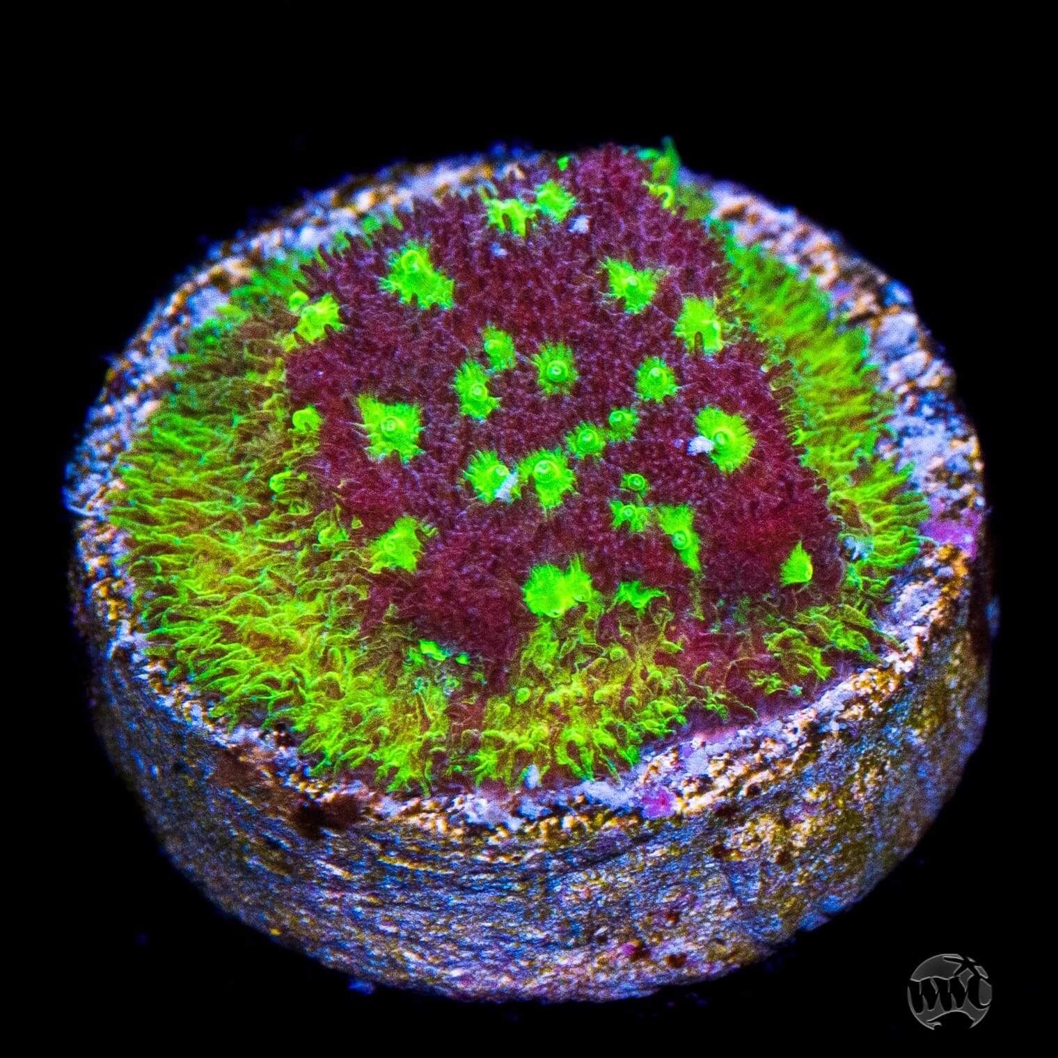 WWC Deep Space Psammocora Coral