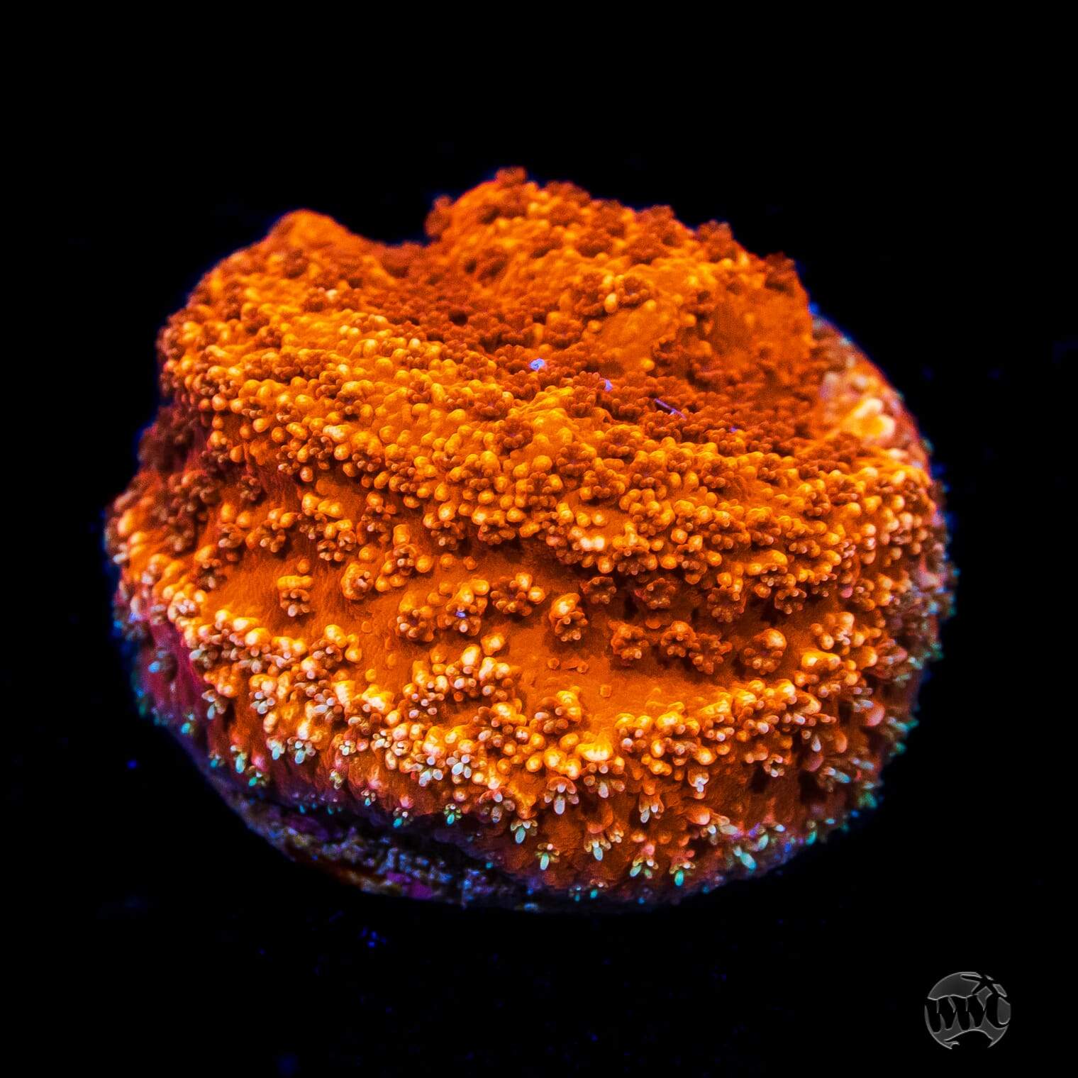 WWC Atomic Orange Montipora Coral