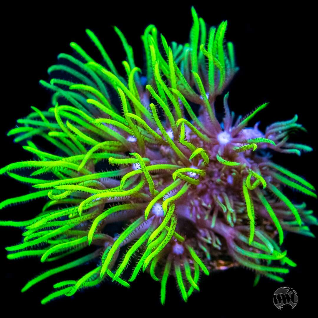 Neon Green Star Polyps Coral
