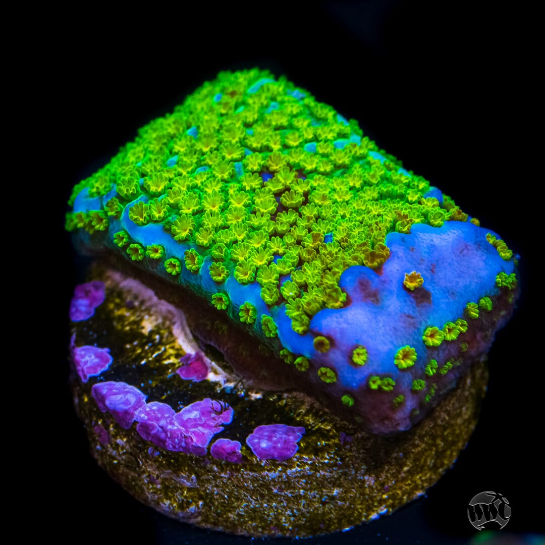 Jason Fox Grafted Rainbow Montipora Coral