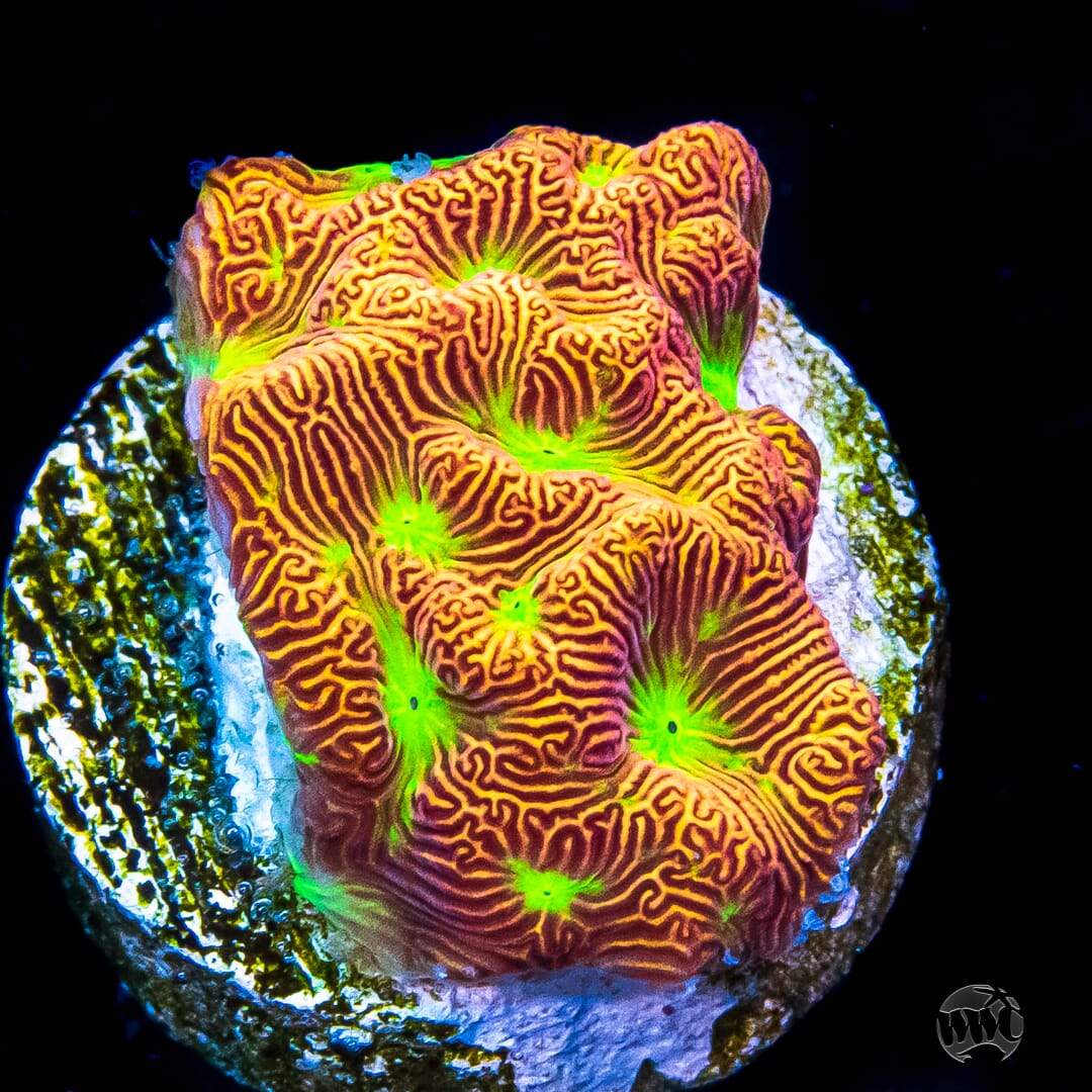 Jason Fox Jack-O-Lantern Leptoseris Coral