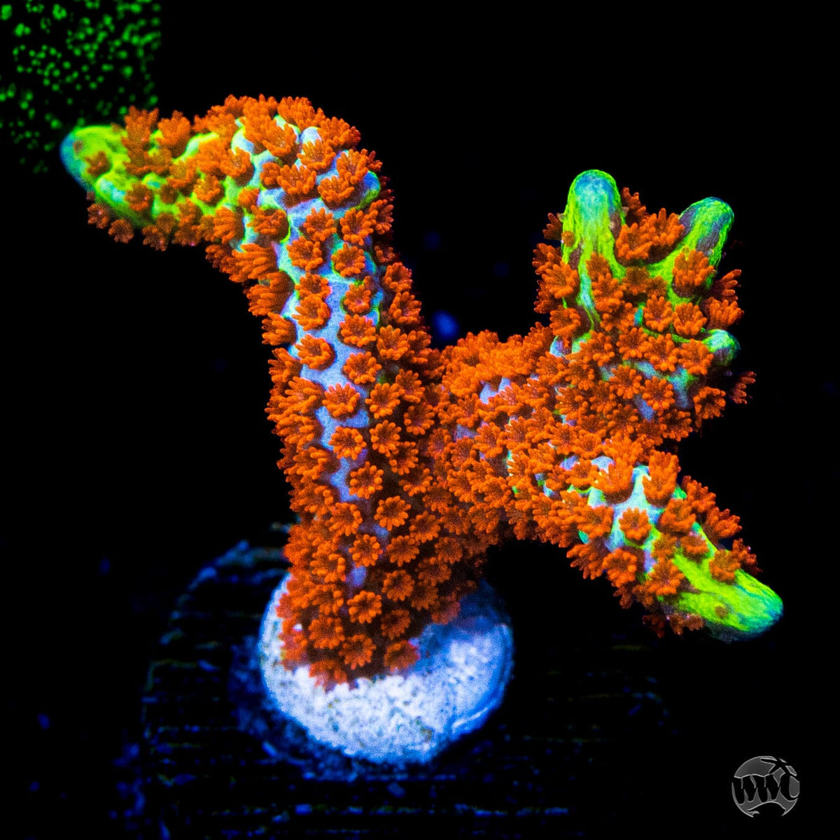 M.Digitata Forest Fire | Montipora Forest fire – TTBDLX