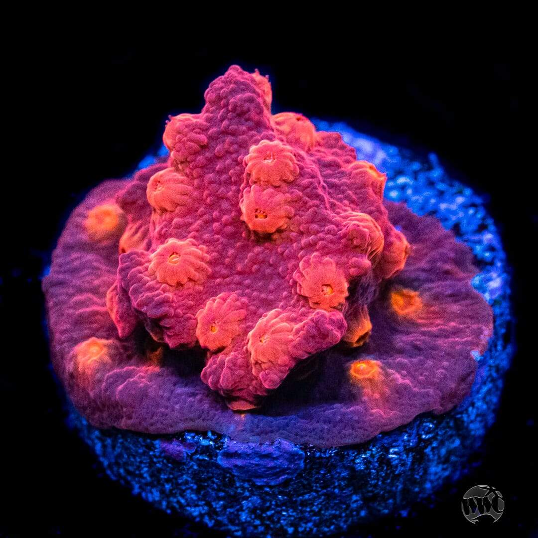 Tyree Brick Red Cyphastrea Coral