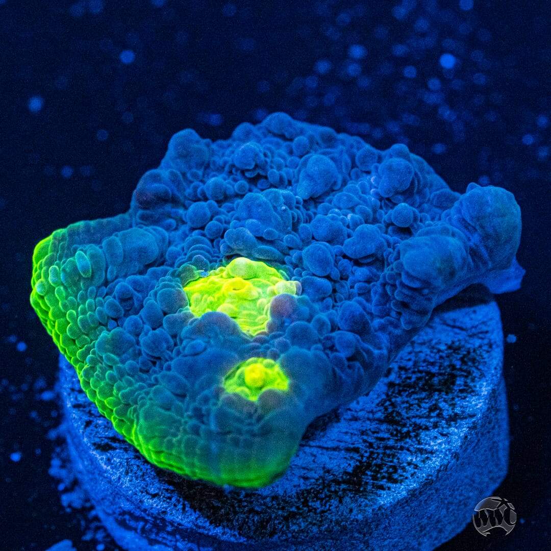 WWC Dr Evil Chalice Coral