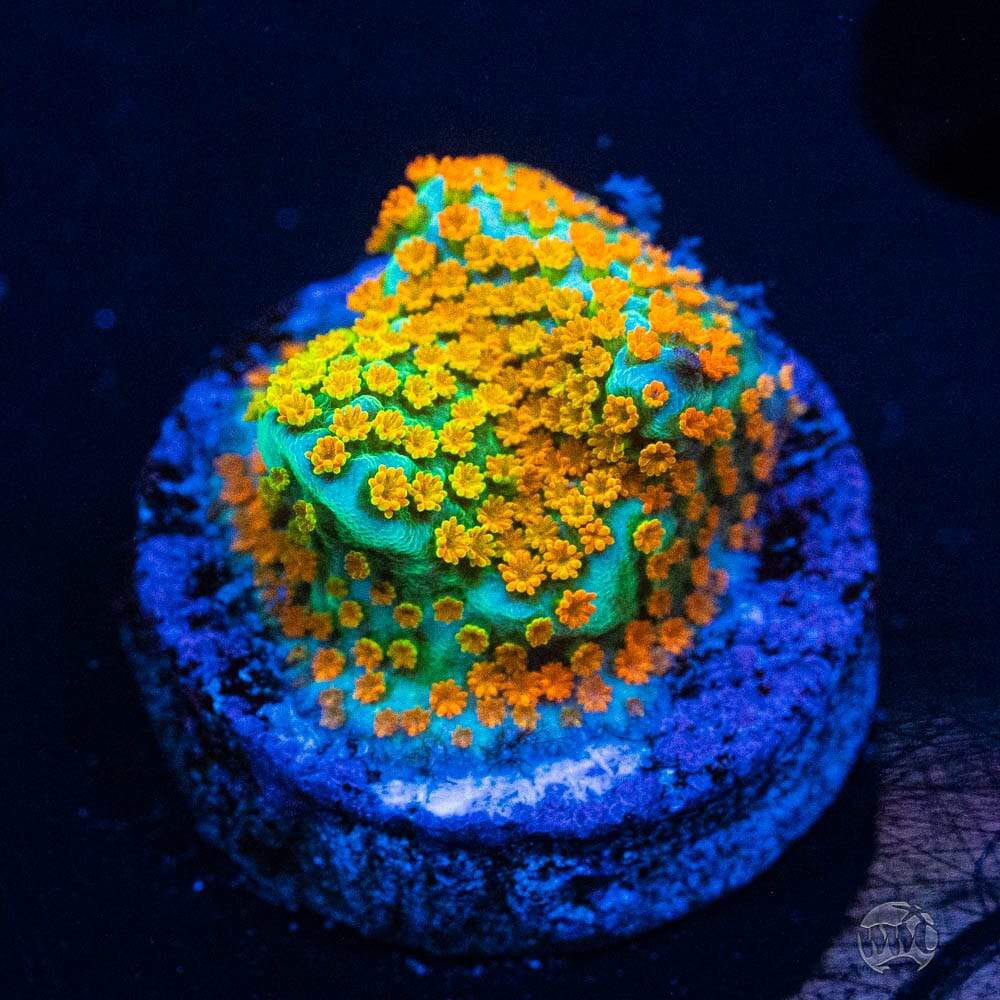 Jason Fox Fruity Pebbles Montipora Coral