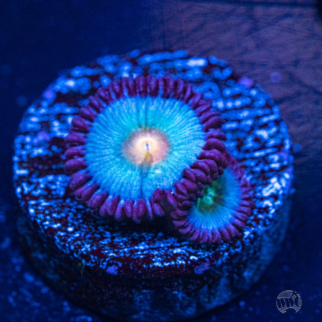 WWC South Beach Zoanthids - Actinic Photo