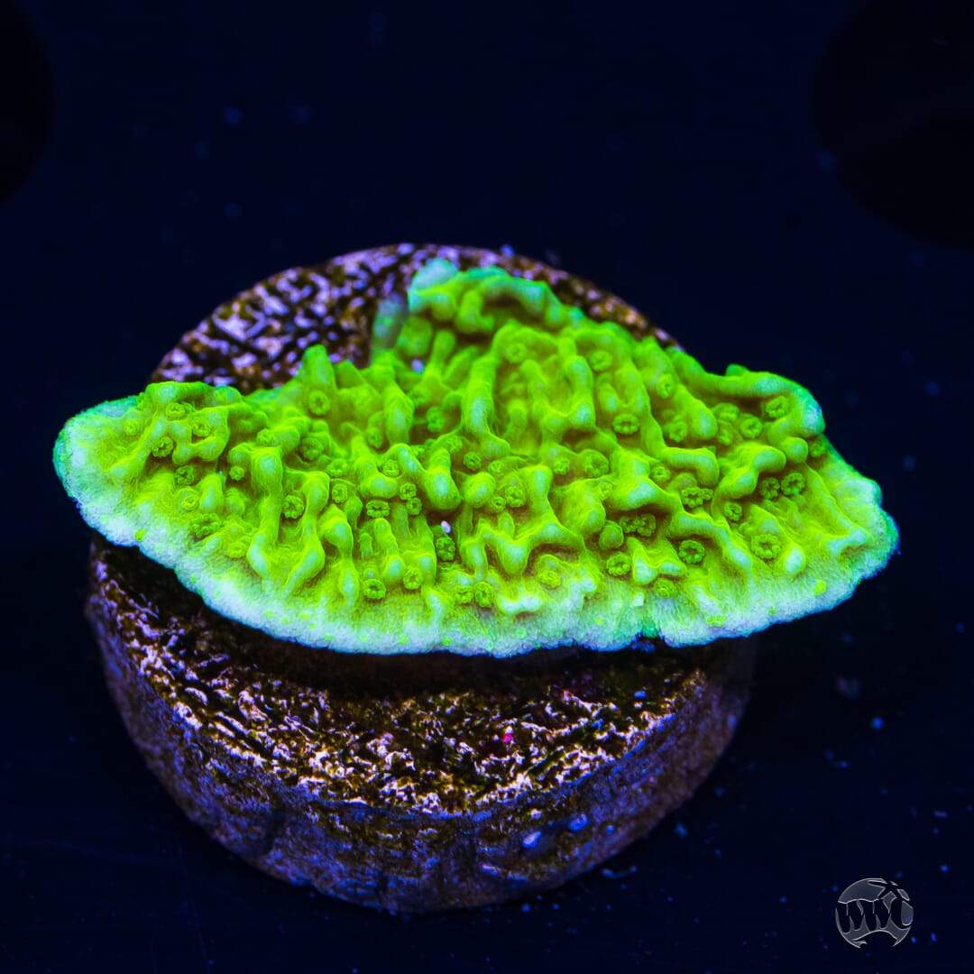 Tyree Aequituberculata Cap Montipora Coral