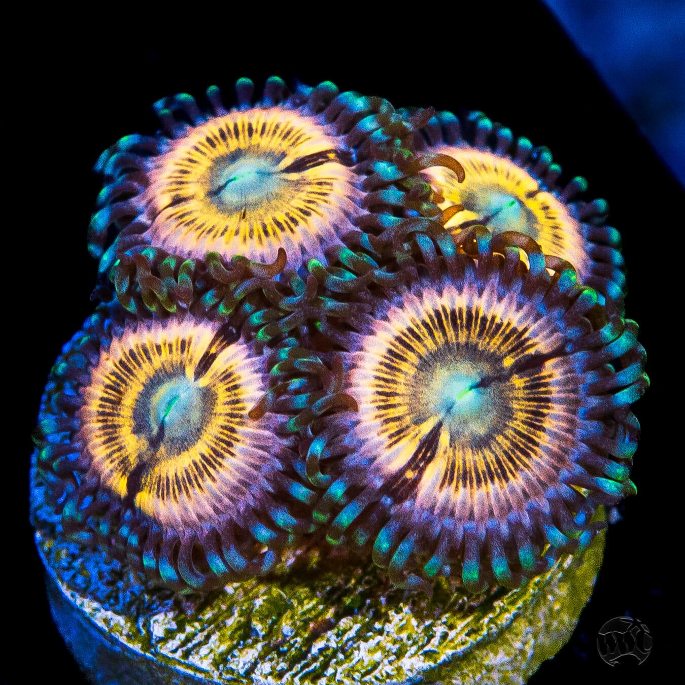 Petroglyph Zoanthids