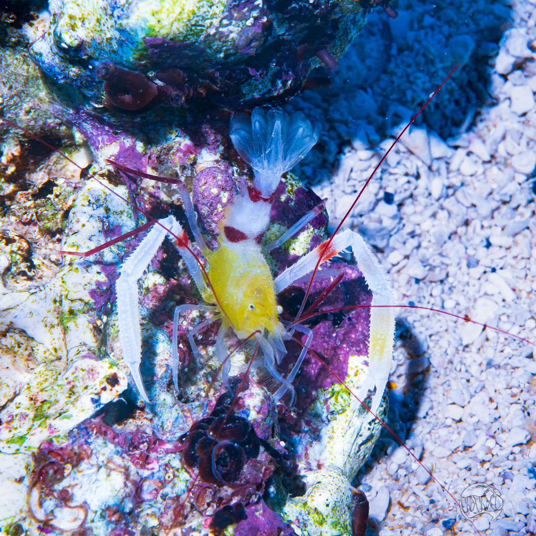 Zanzibar Coral Banded Shrimp