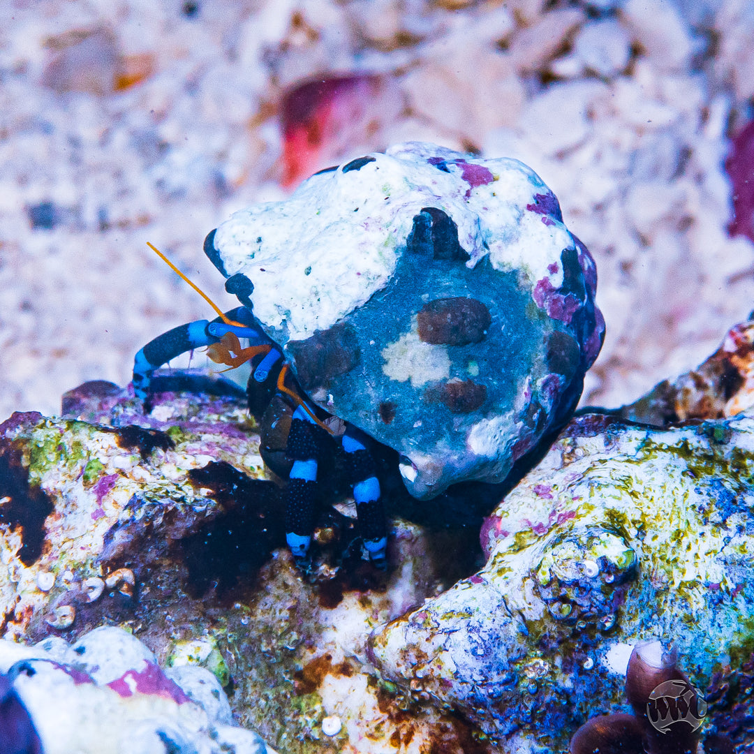 Blue Knuckle Hermit Crab
