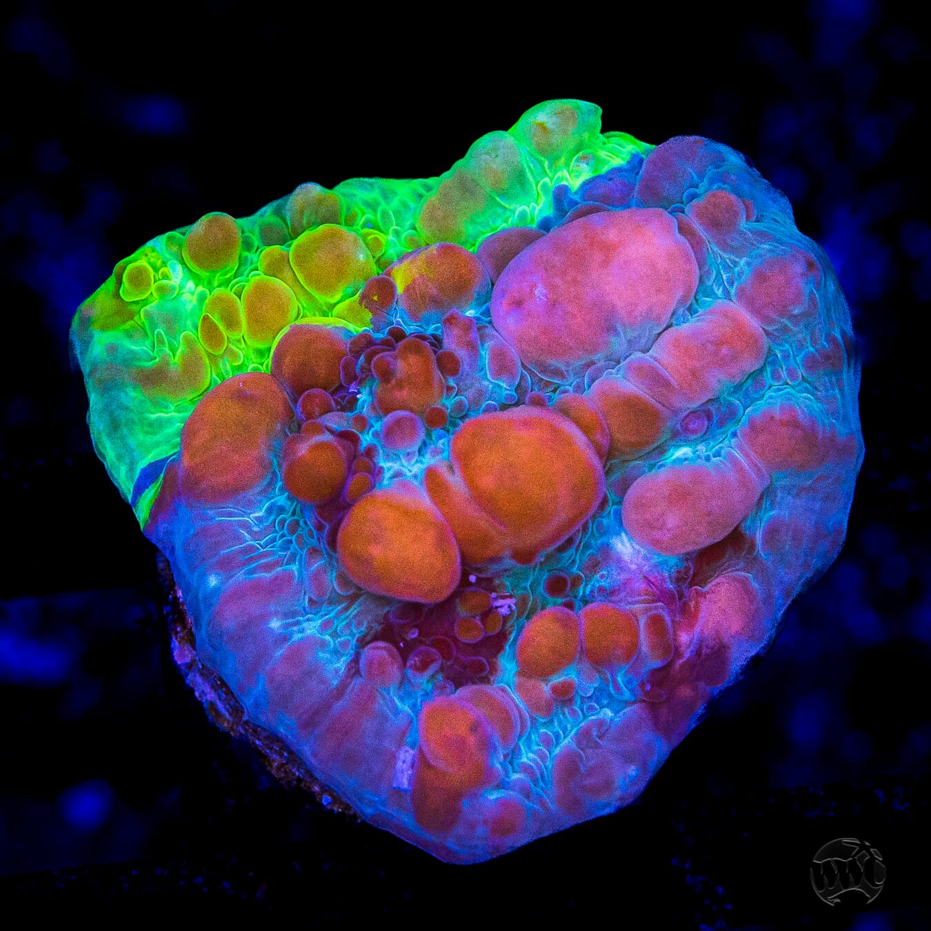 WWC Cosmic Candy Bounce Chalice Coral