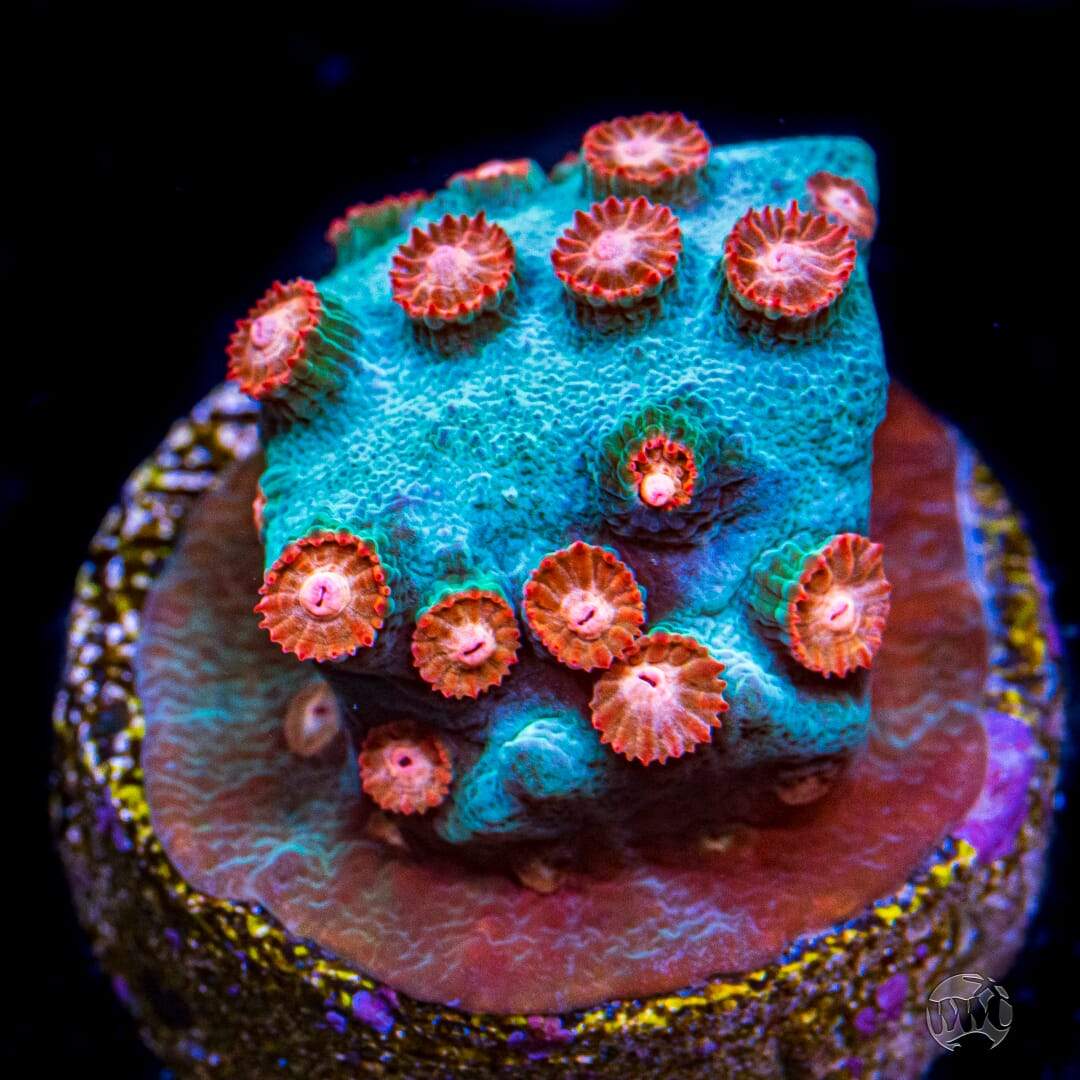 WWC Blow Pop Cyphastrea Coral