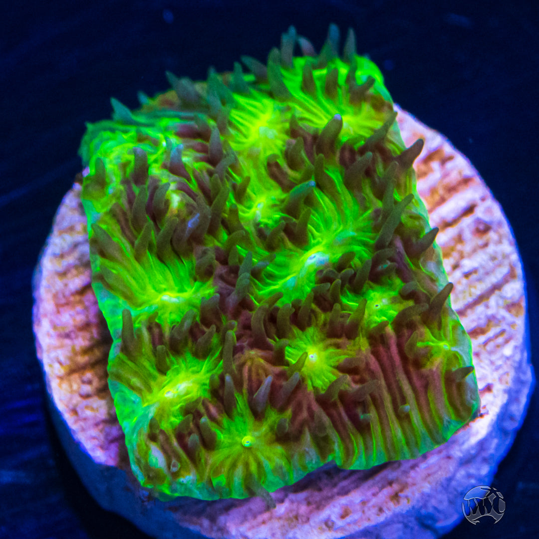 WWC Kiwi Lithophyllon Coral