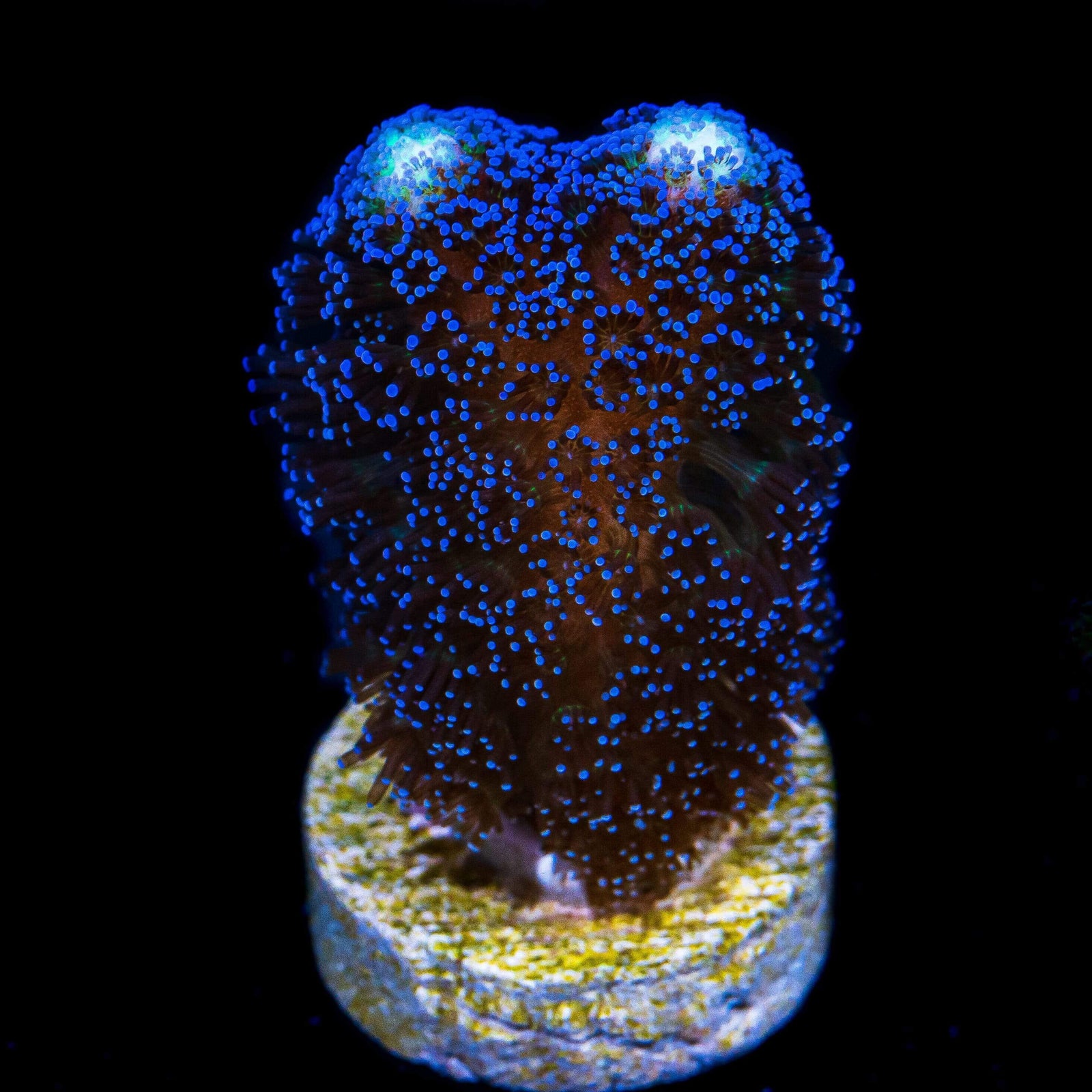 Beginner Corals for Sale World Wide Corals