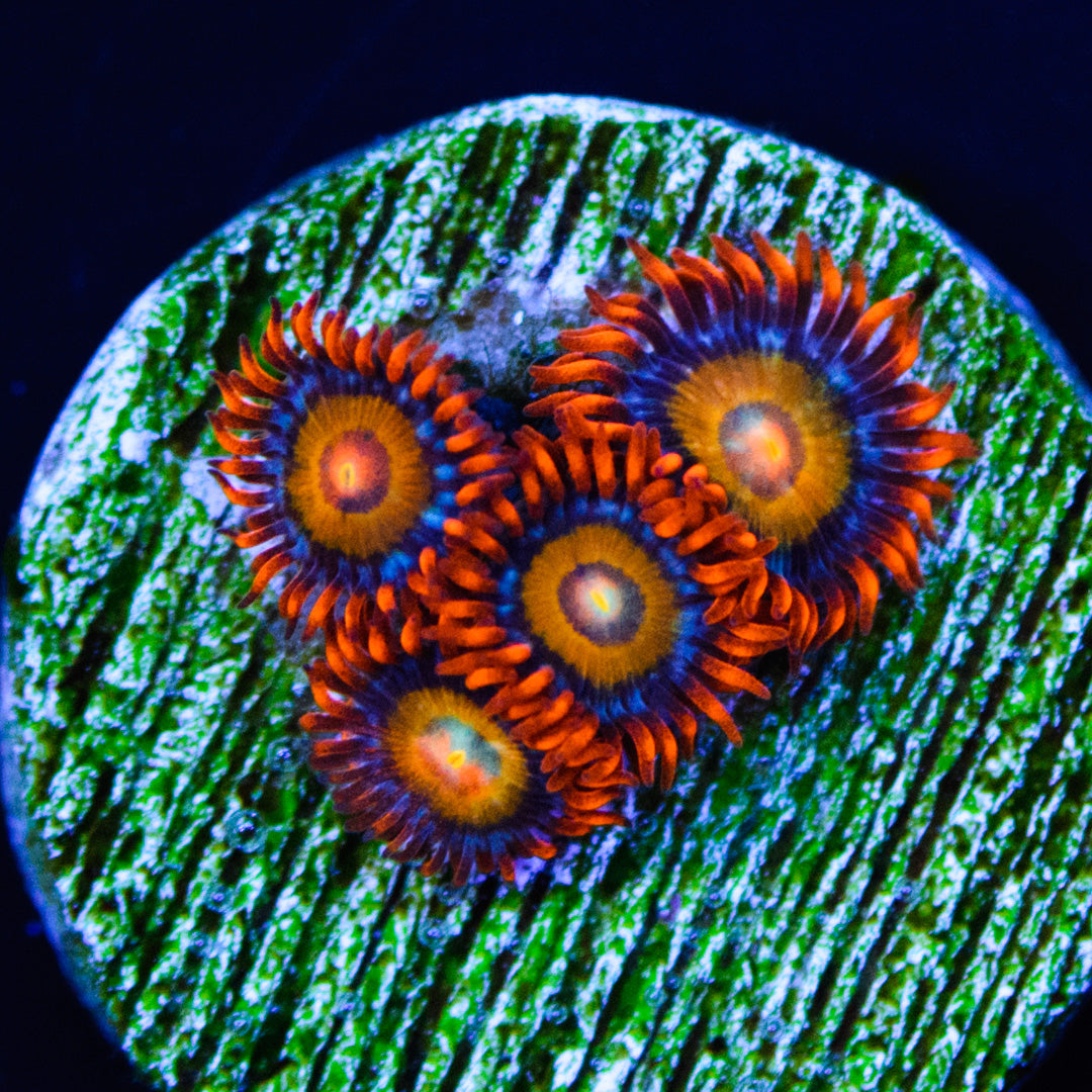 Blondies Zoanthids - Daylight Photo