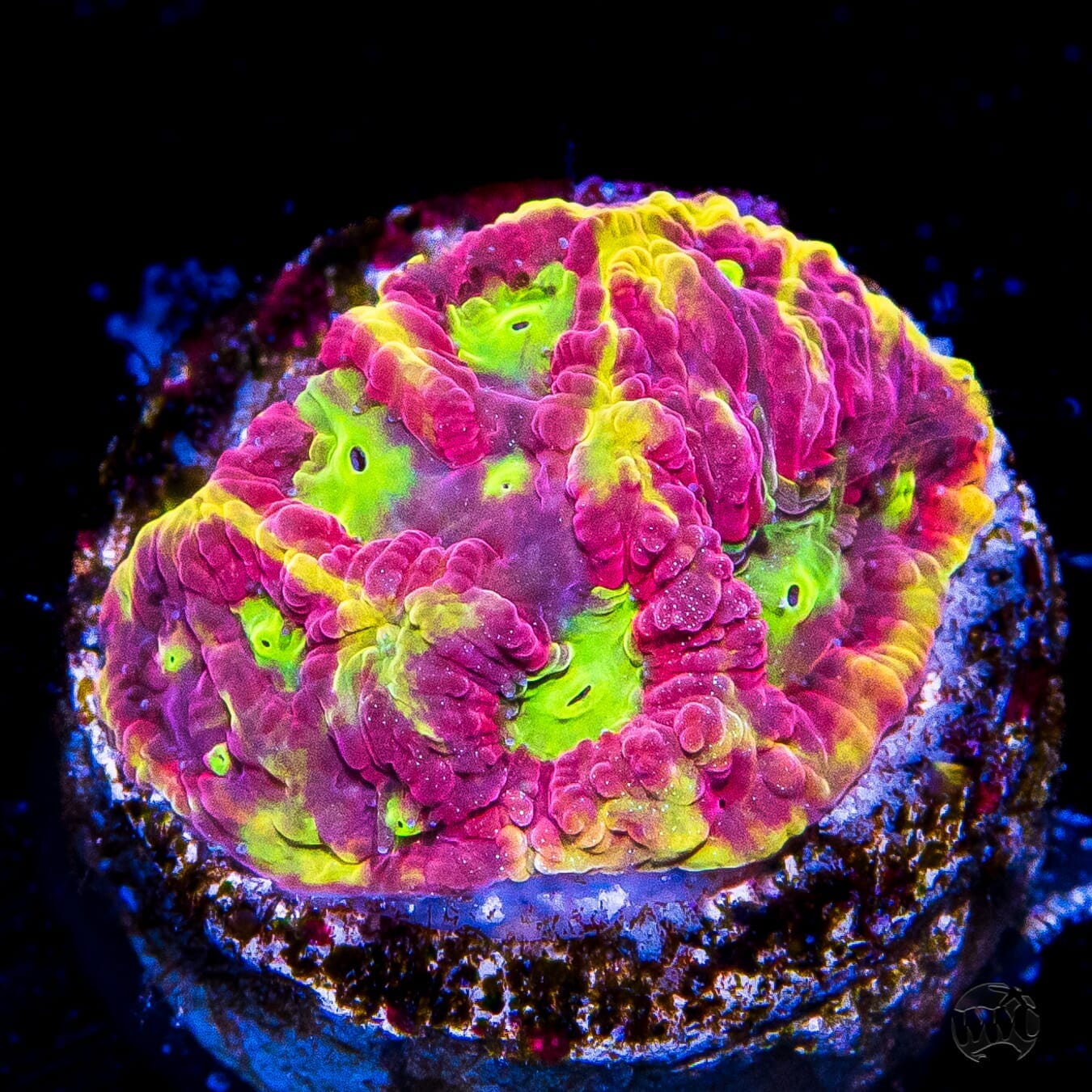 WWC Blood Diamond Favites Coral