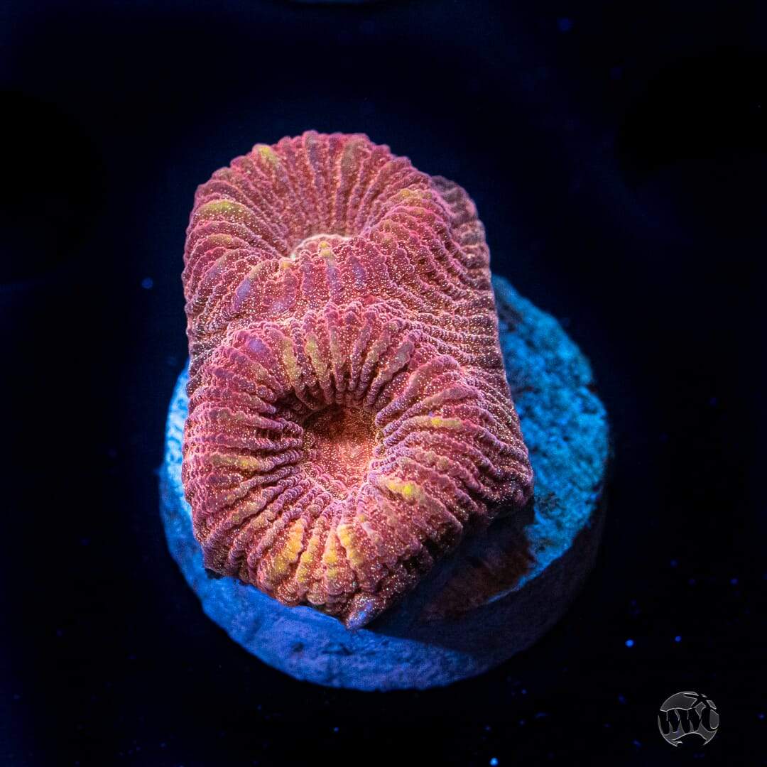 WWC Bloodsport Favia - Actinic Photo Ground Beef