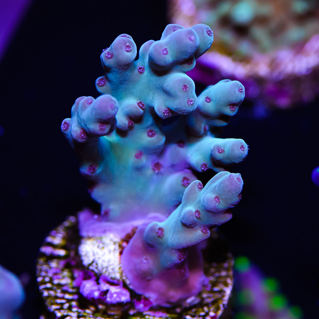 WWC Blues Clues Acropora - Daylight Photo
