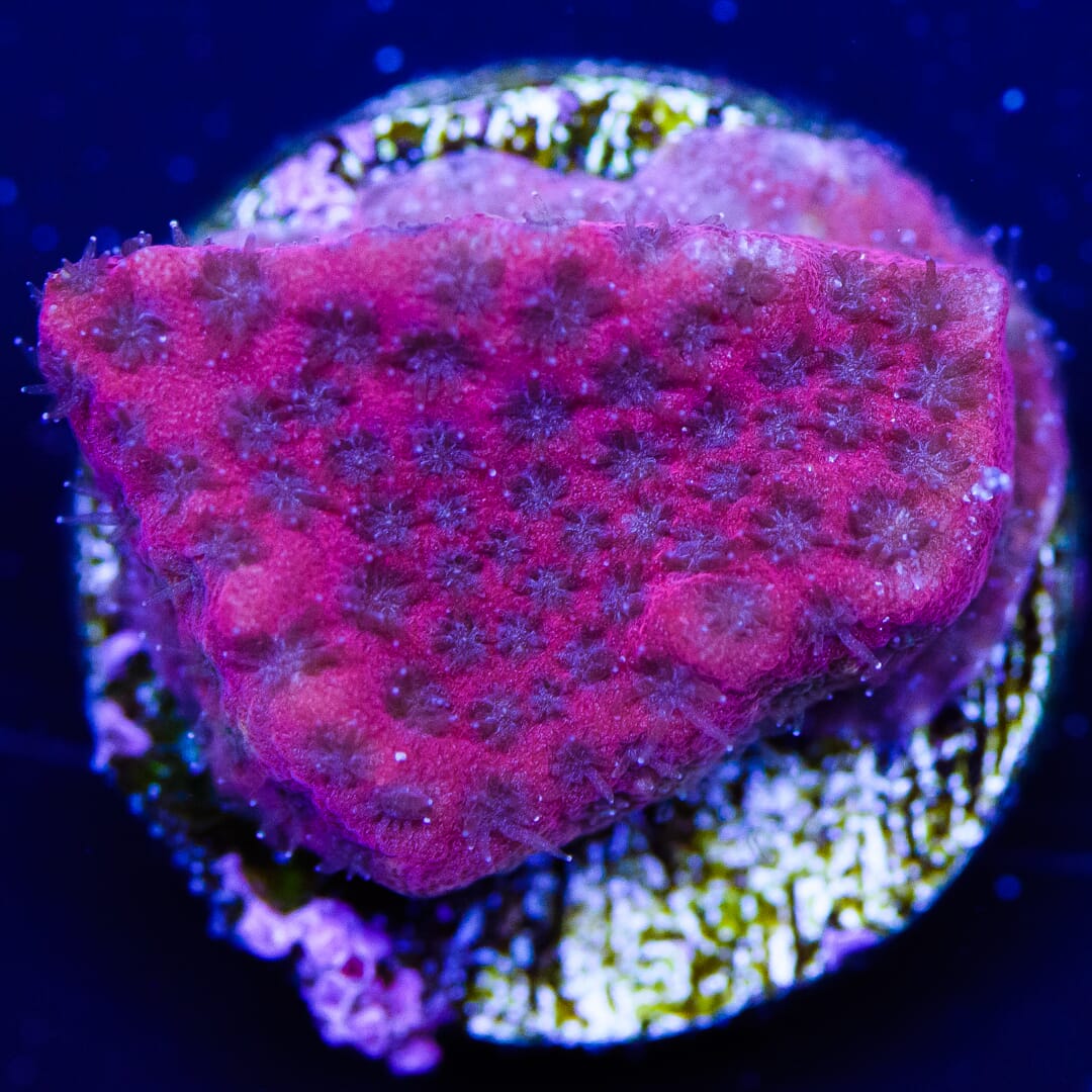 WWC Darth Maul Porites