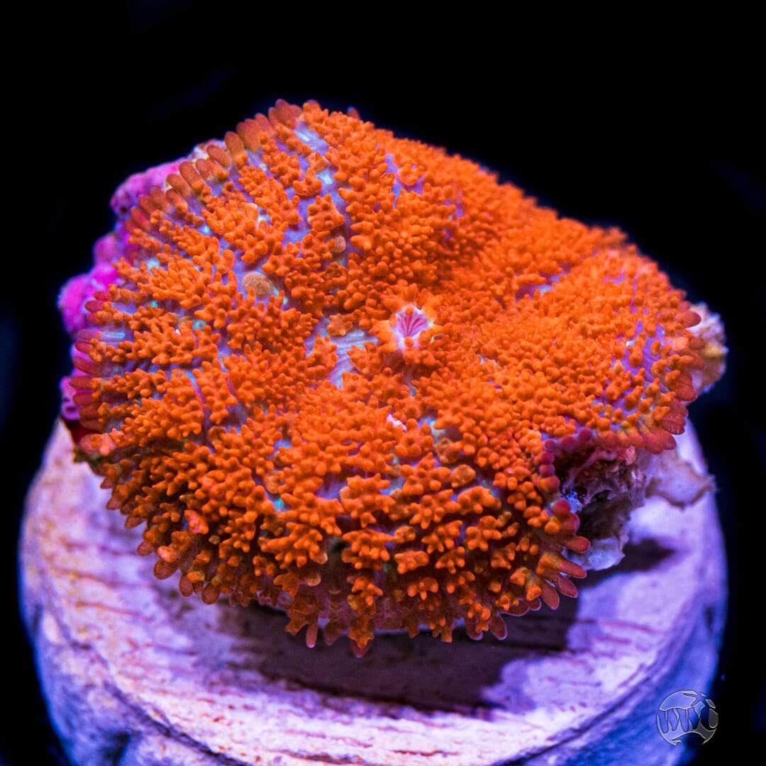 Deadpool Mushroom Coral