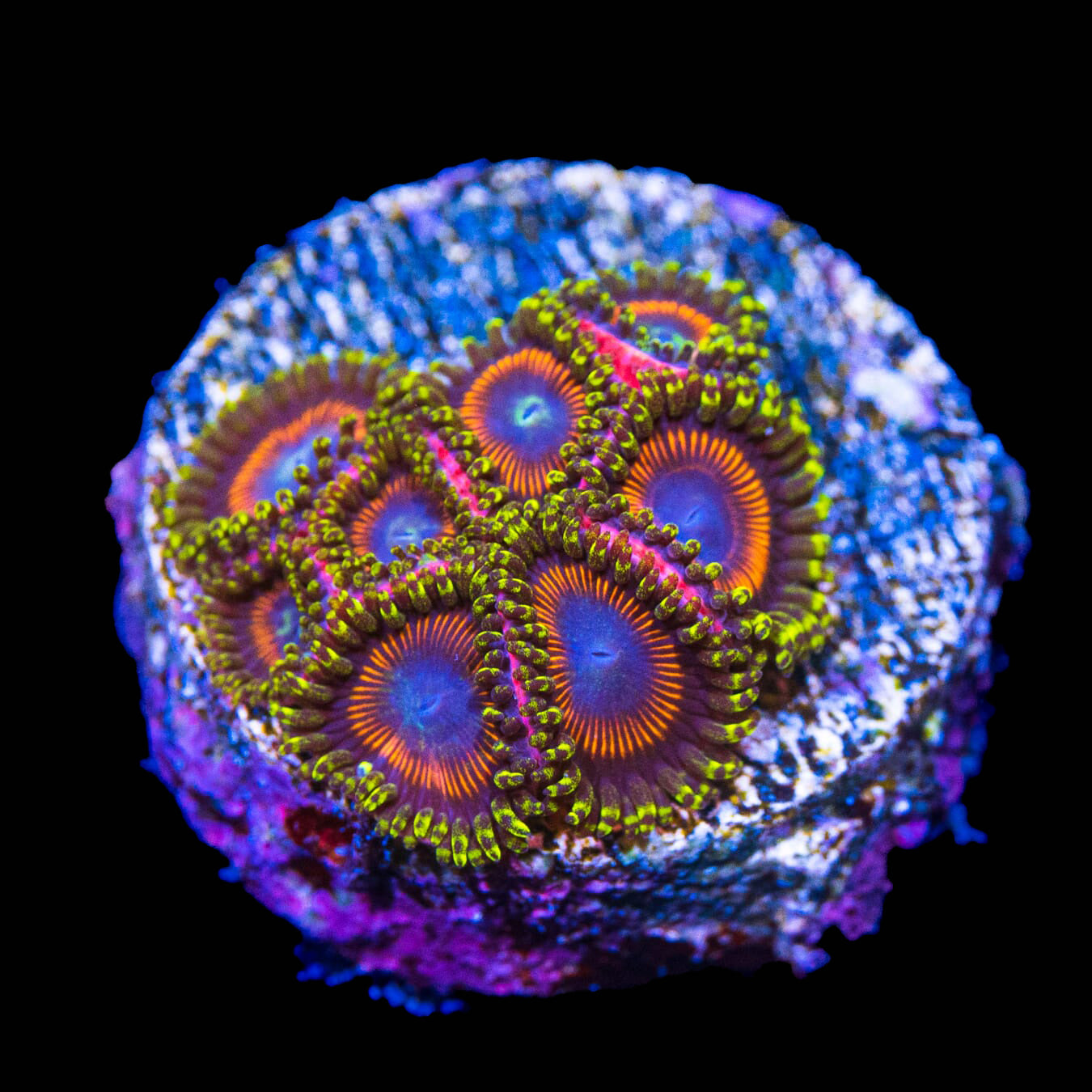 WWC Dragon Ballz Zoanthids