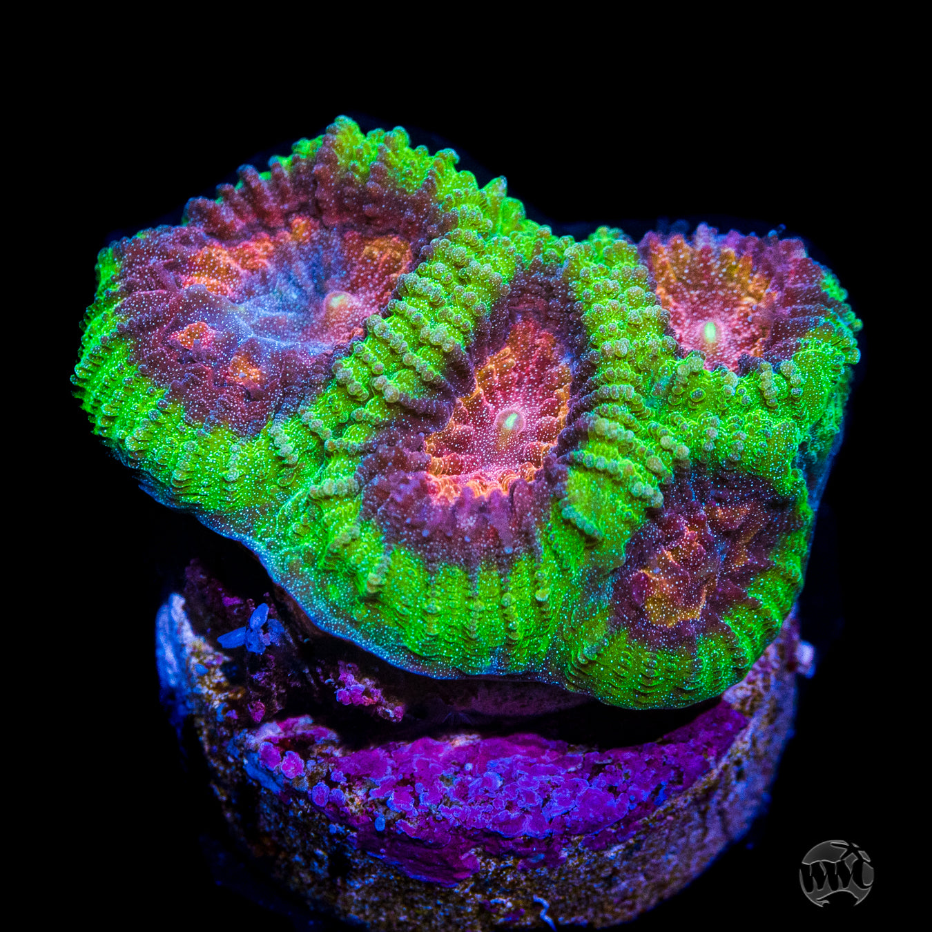 WWC Dragon Egg Favia Coral