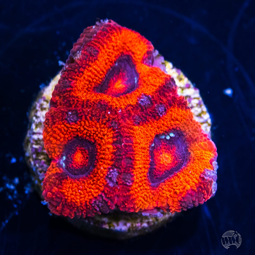 WWC Fireball Micromussa