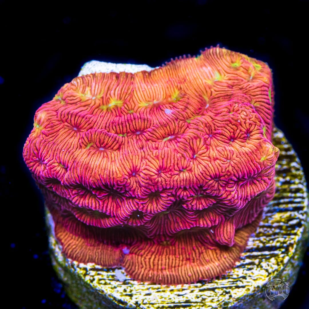 WWC Firebird Leptoseris Coral