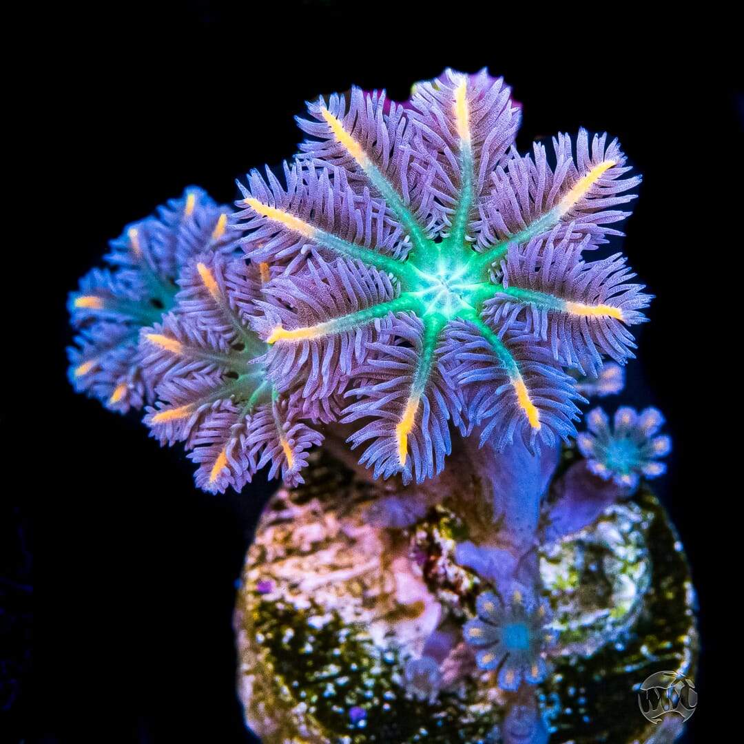 WWC Fireworks Clove Polyp Coral