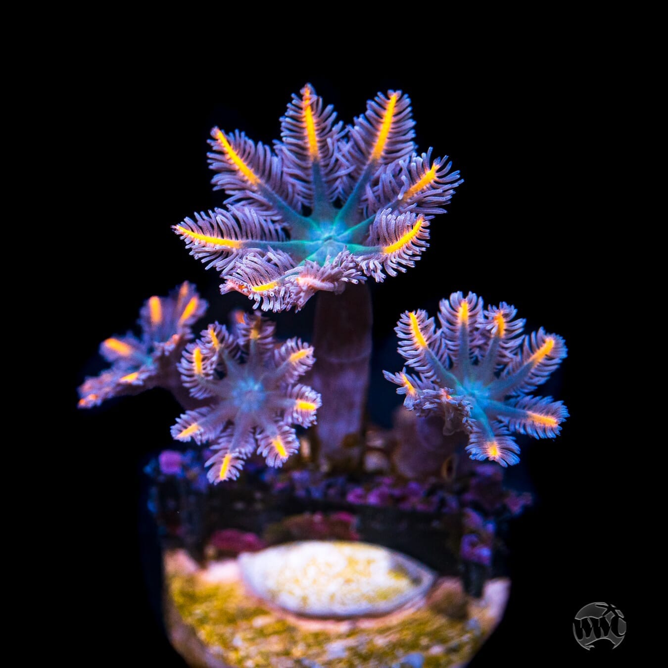 WWC Flame Tipped Clove Polyp Coral