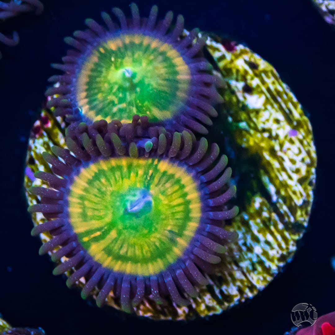 WWC Funny D's Zoanthids