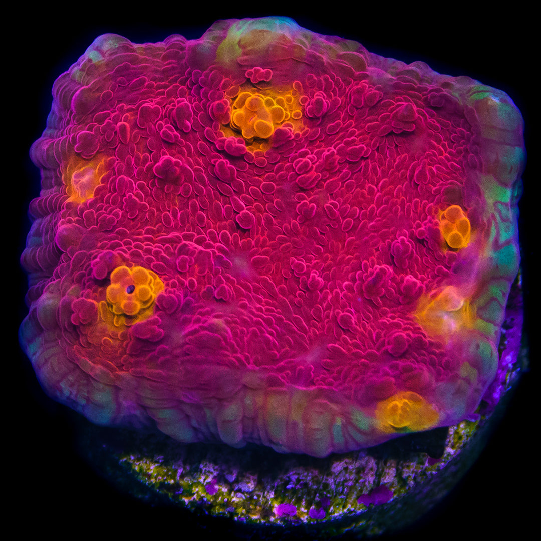 WWC Aussie Golden Eye Chalice Coral