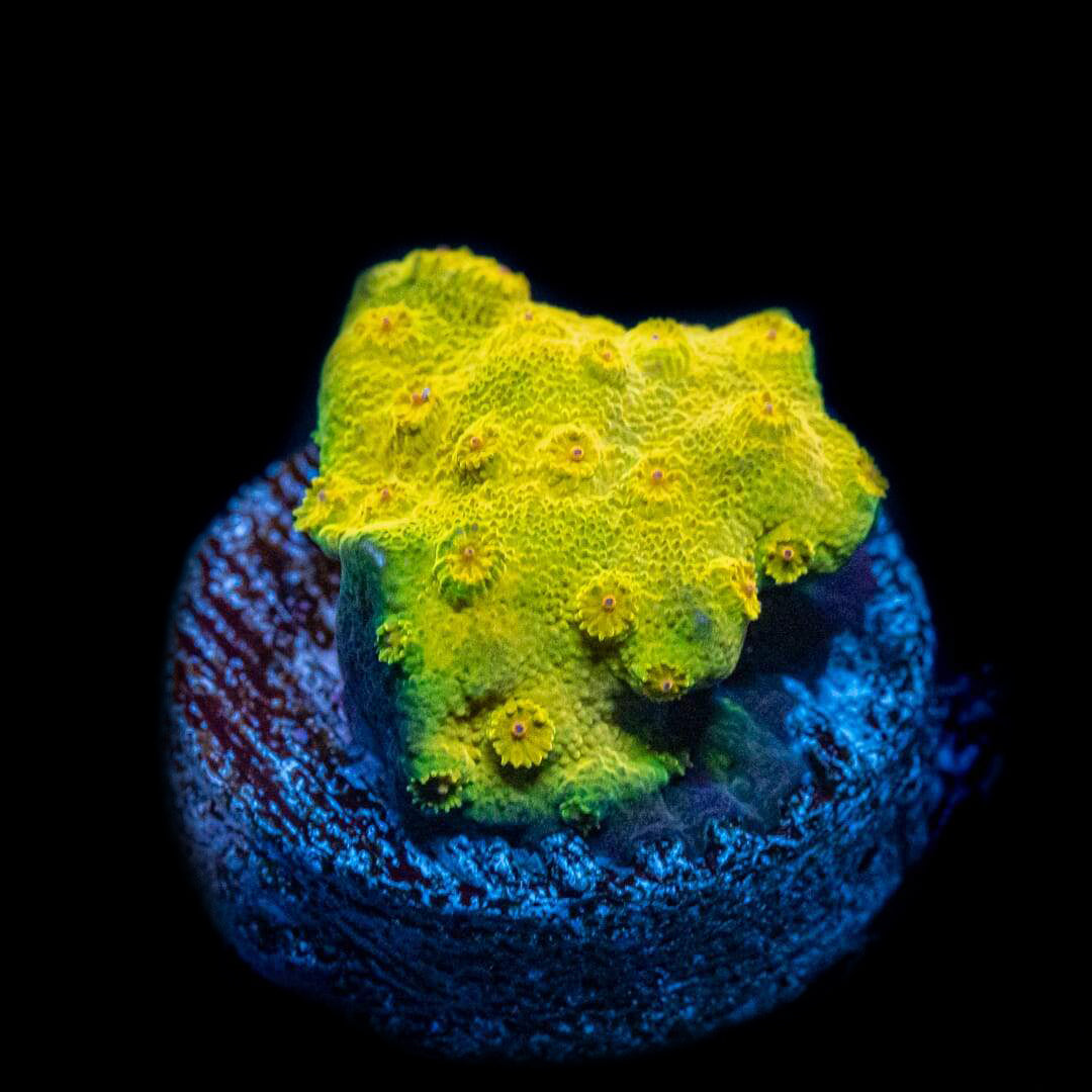 WWC Goldmember Cyphastrea Coral