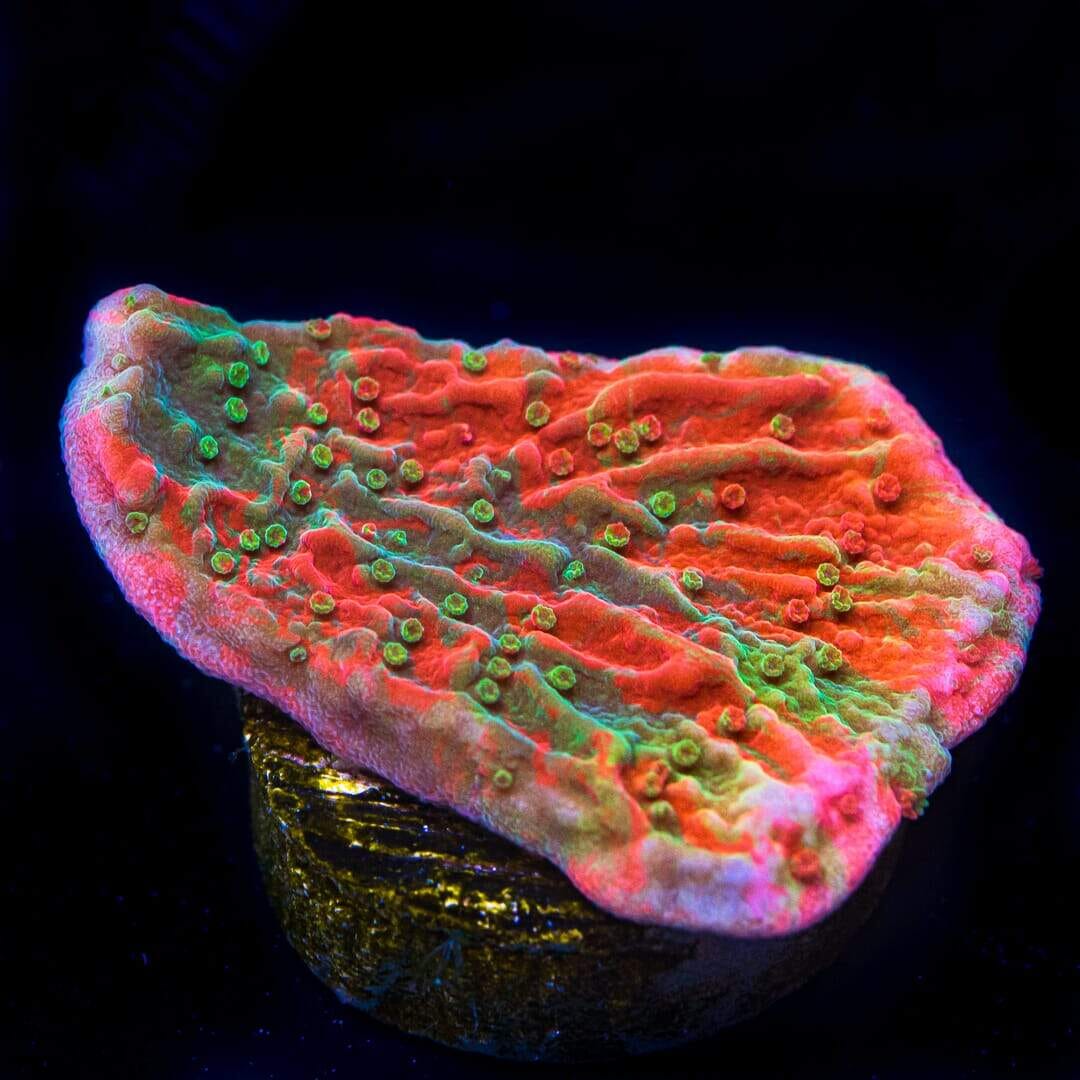 WWC Grafted Cap Montipora Coral