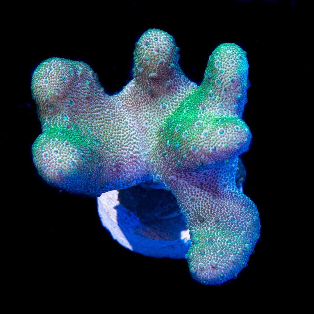 WWC Green Lobophytum Leather Coral